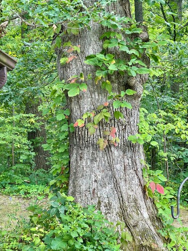 Lazy Oaks: Charming cabin on pond with A/C in delightful Little York, Illinois