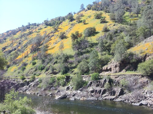 Secluded getaway in the Oaks and Pines with meandering Deer