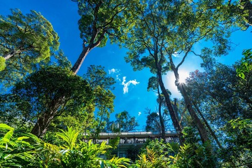 The Tall Trees Munnar