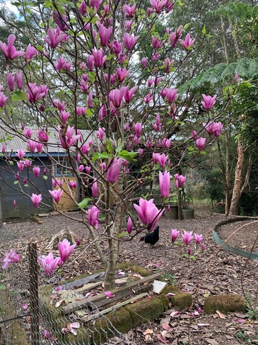 Duck Heaven in Bellingen Shire
