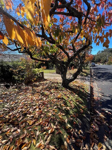 Prime Spot! 5mins to “Grand Cliff Top Walk” & “3 Sisters”