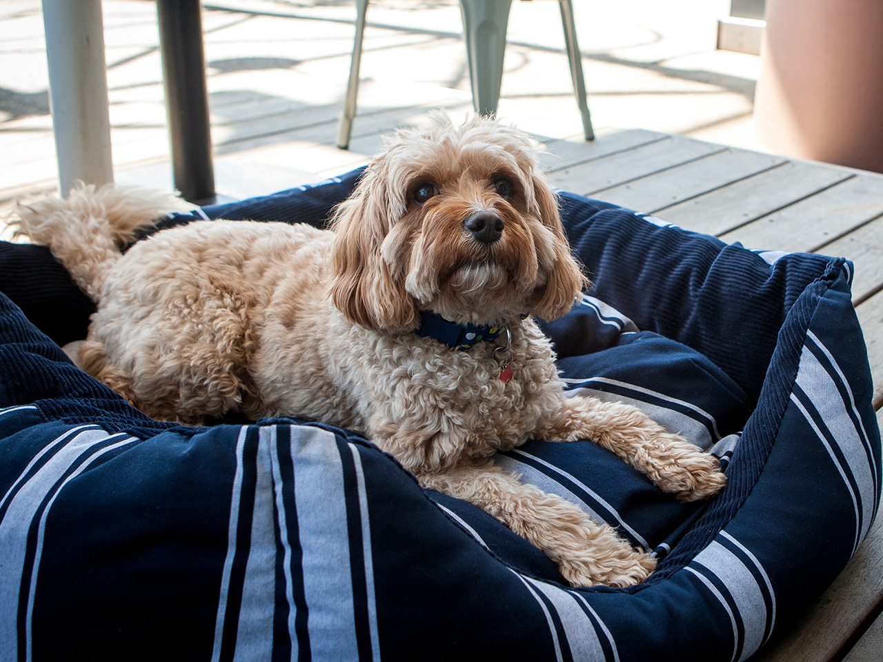Pier One pet friendly suites