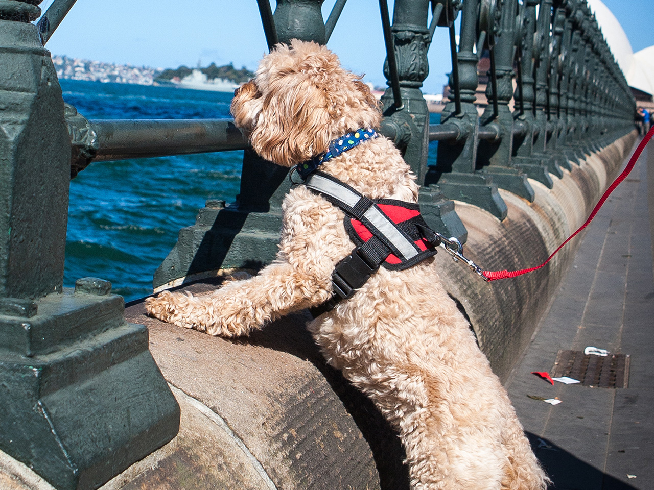 Dog walk Sydney