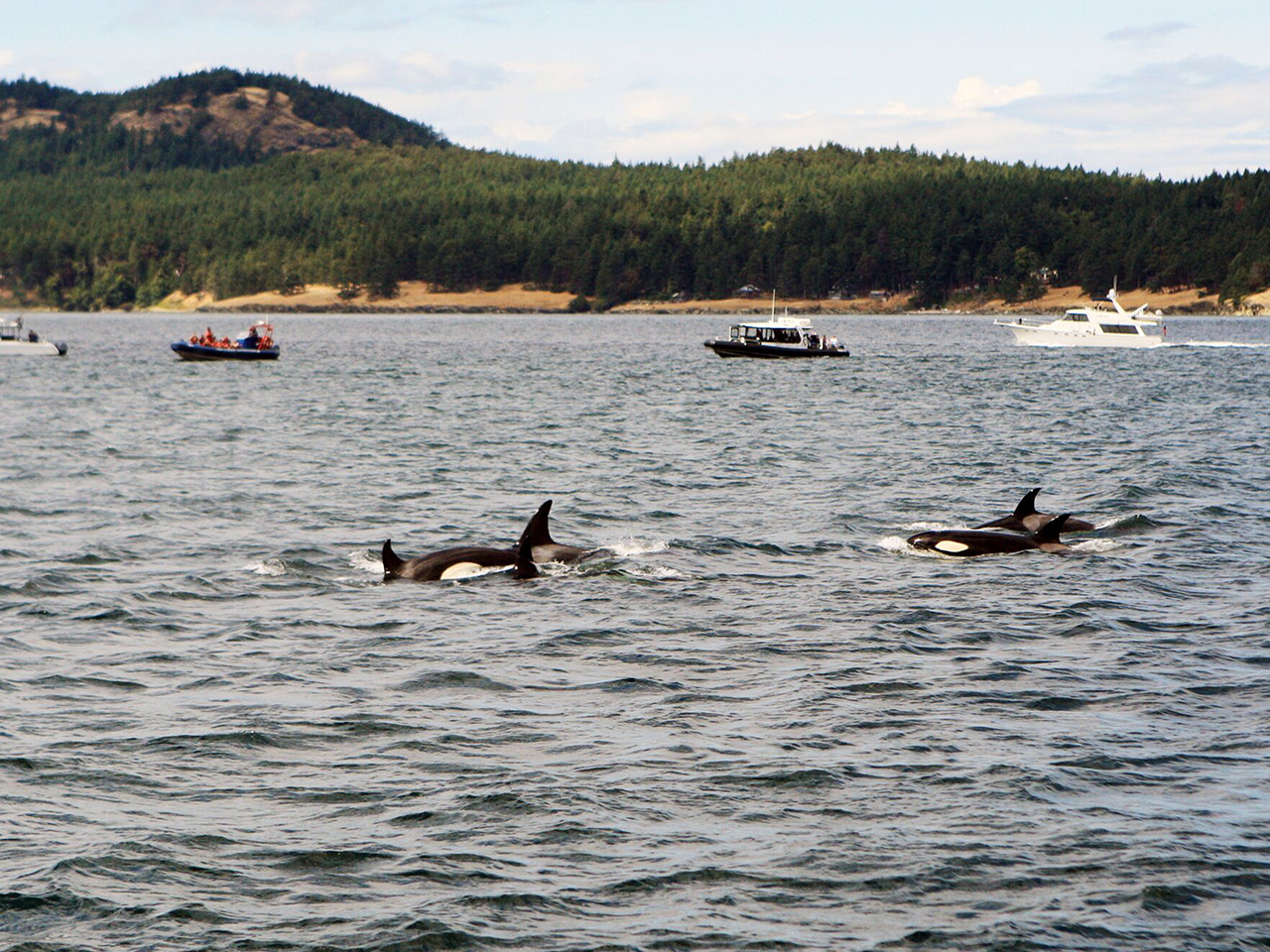 Whale watching tour Victoria