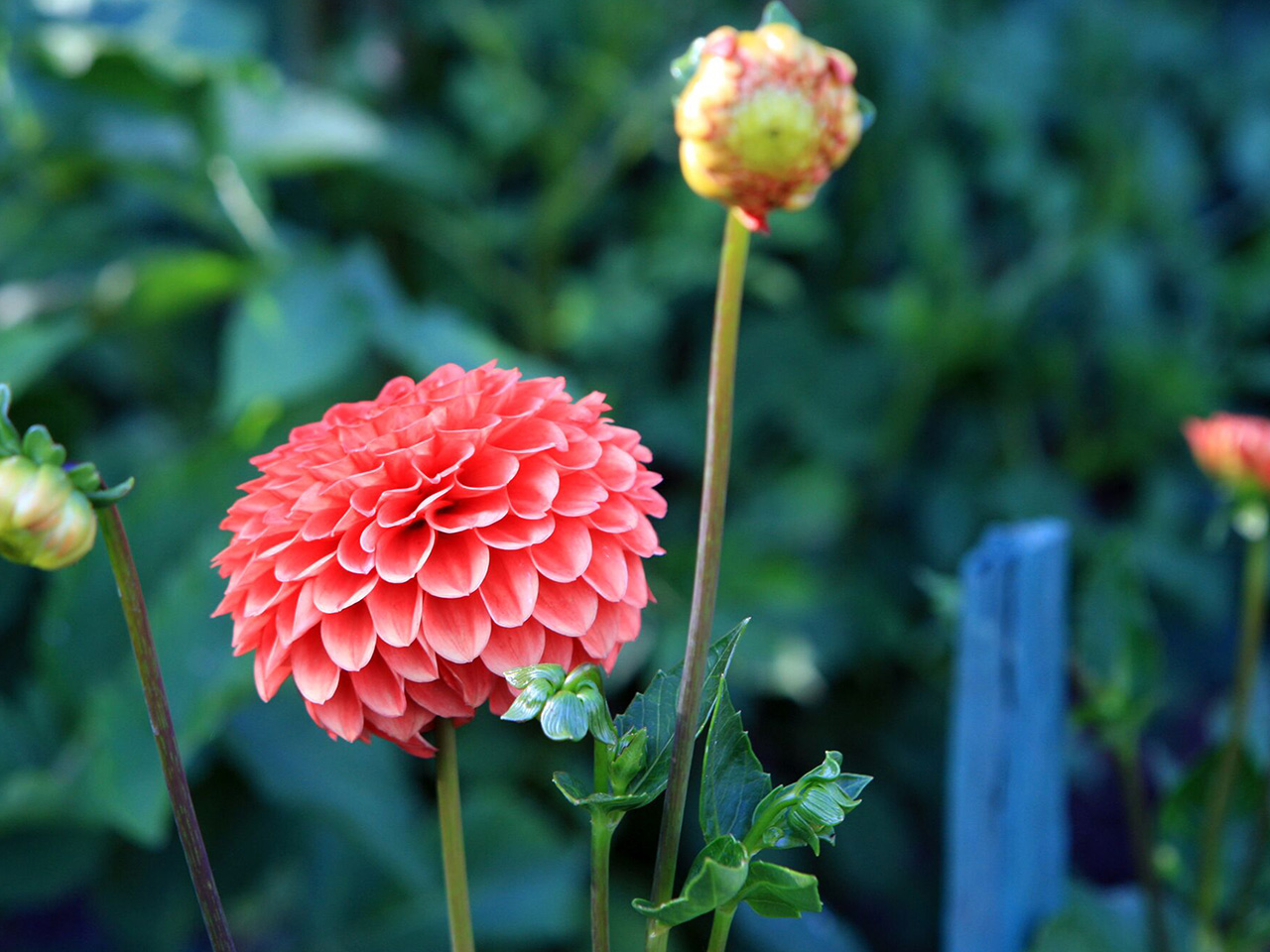 Butchart Gardens