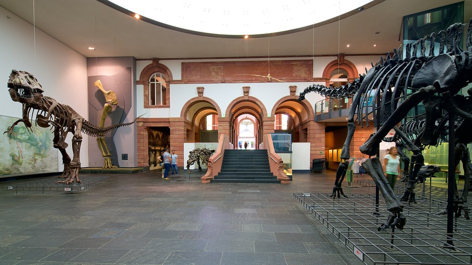Senckenberg Museum in Frankfurt, Expedia