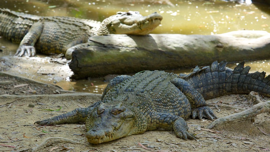 Hartley's Crocodile Adventures Cairns, Queensland Attraction