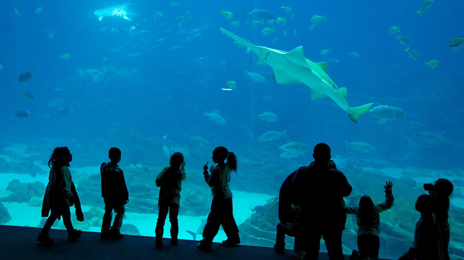 Hotels Close To Georgia Aquarium In Atlanta Hotels Close To Georgia Aquarium In Atlanta