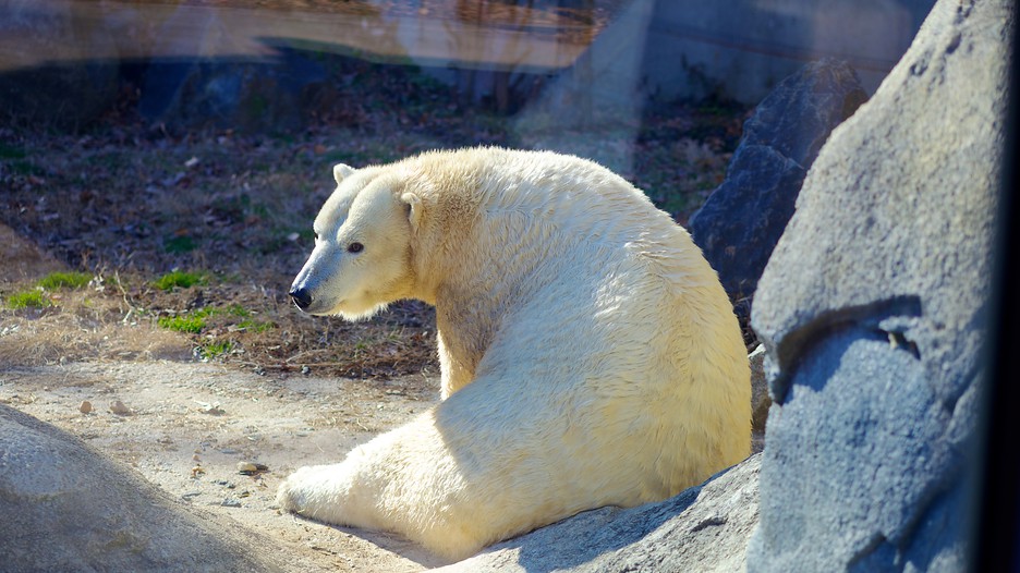 Maryland Zoo in Baltimore, Maryland Expedia