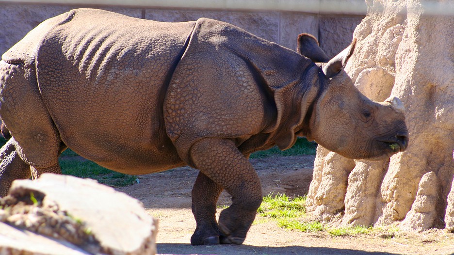 Denver Zoo Denver, Colorado Attraction