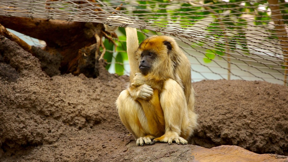 Denver Zoo in Denver, Colorado Expedia