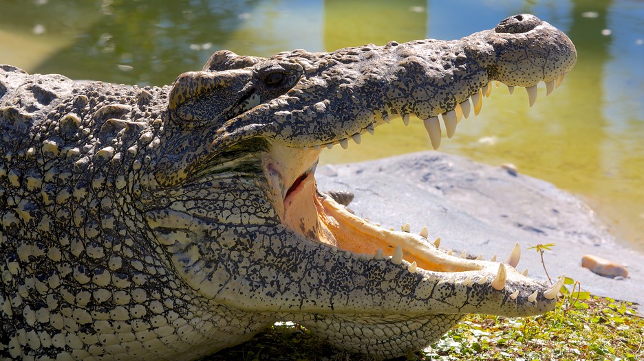 Gatorland® in Orlando, Florida Expedia