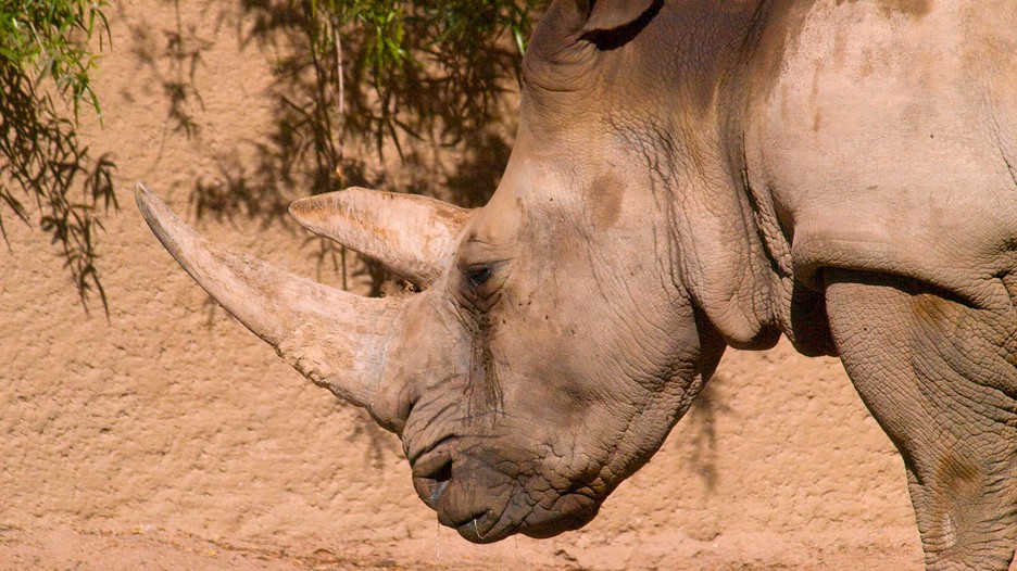 Phoenix zoo coupons discounts