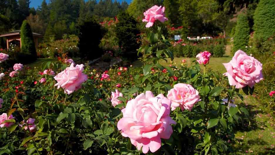International Rose Test Garden Portland Und Umgebung Tourism