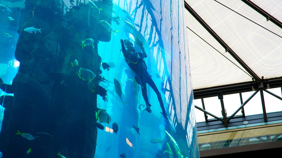 aquadom