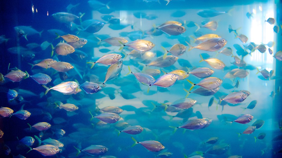 South Carolina Aquarium in Charleston, South Carolina Expedia