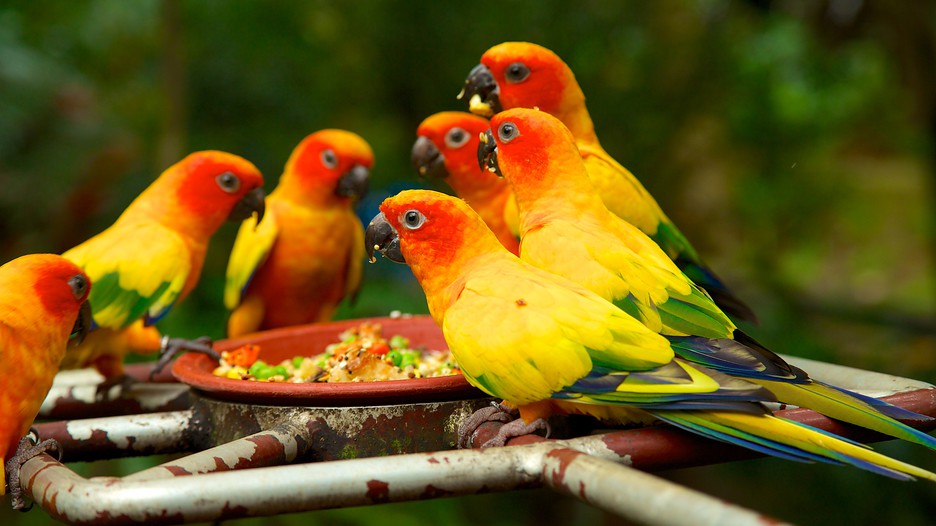 Jurong Bird Park in Singapore, Expedia