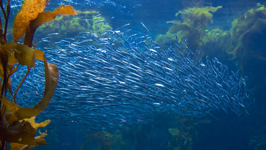 Image Result For Aquarium Bay Monterey Image Result For Aquarium Bay Monterey