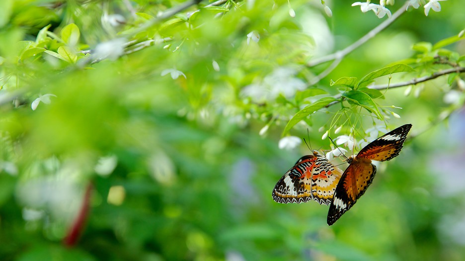 Butterfly Farm in Penang, Expedia