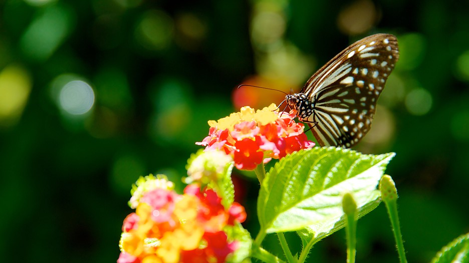 Butterfly Farm in Penang, Expedia