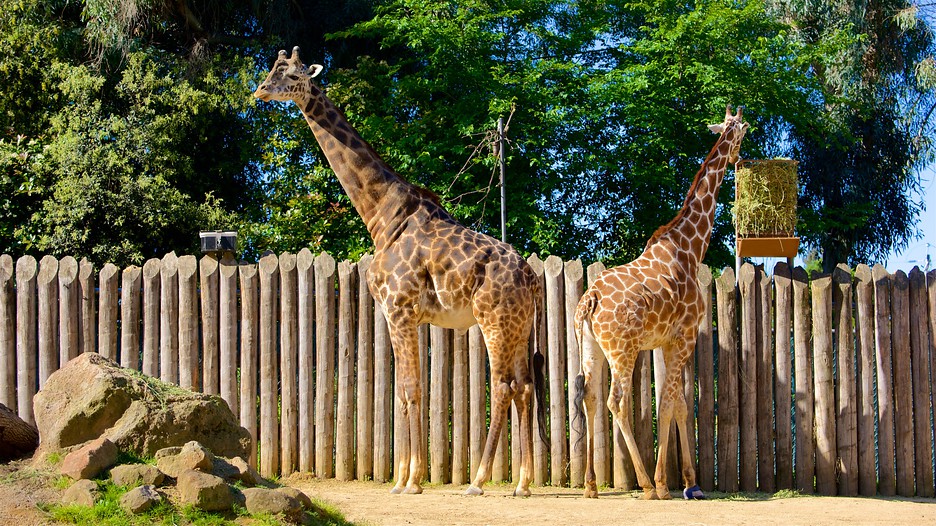 Sacramento Zoo Free Day 2025 Winne