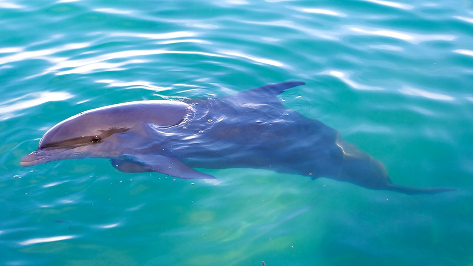 Dolphin Cove in Montego Bay, | Expedia.ca
