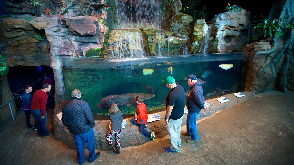Ripley's Aquarium of the Smokies in Gatlinburg, Tennessee Expedia.ca