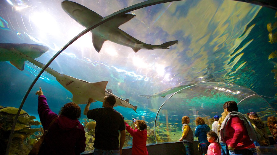 Image Result For Gatlinburg Aquarium Image Result For Gatlinburg Aquarium