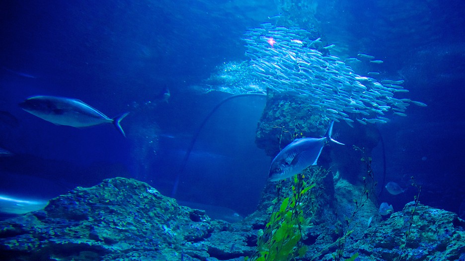 Aquarium of Western Australia in Hillarys, Western Australia Expedia