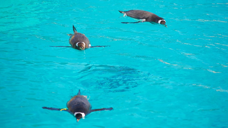 Edinburgh Zoo - Edinburgh, Scotland Attraction | Expedia.com.au