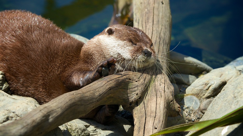Wellington Zoo in Wellington, Expedia