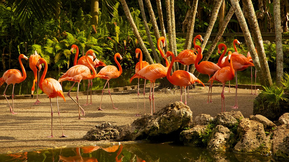 Flamingo Gardens in Davie, Florida Expedia