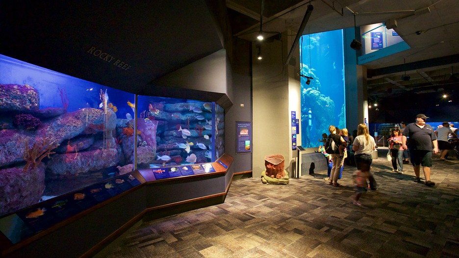 South Carolina Aquarium in Charleston, South Carolina Expedia