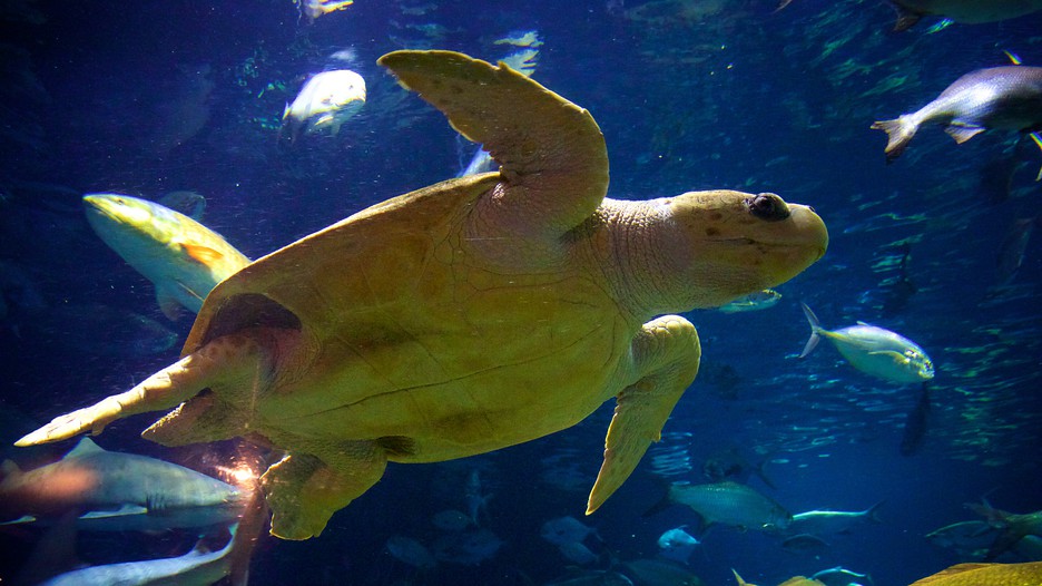 South Carolina Aquarium in Charleston, South Carolina Expedia