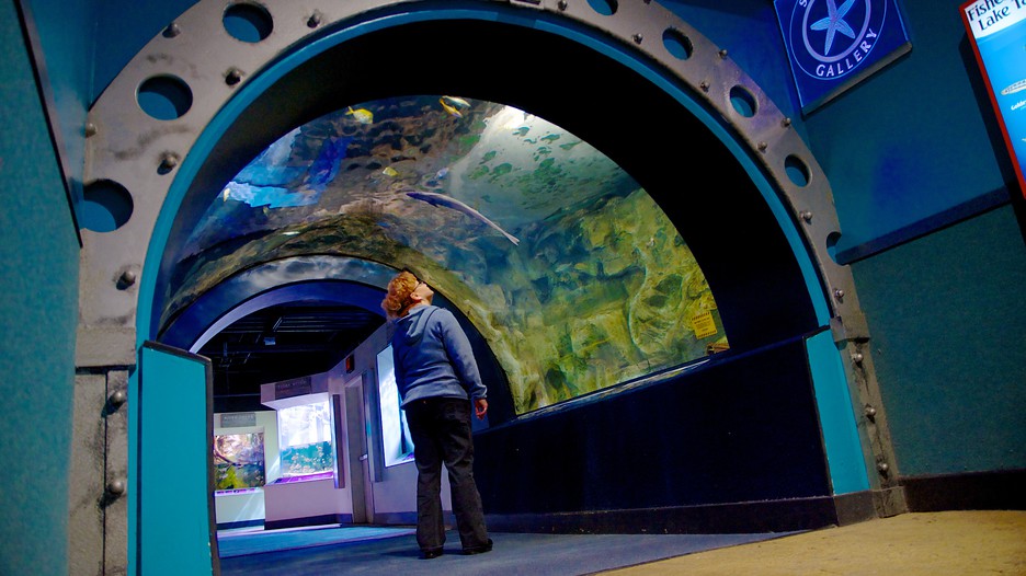 Newport Aquarium in Newport, Kentucky Expedia
