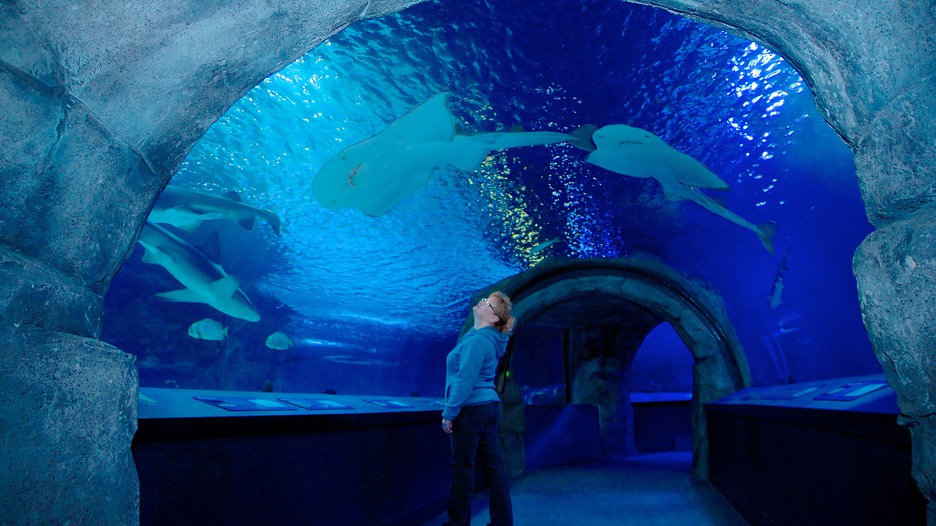 featured rentals Discounts average $8 off with a Newport Aquarium promo code or coupon. 47 Newport Aquarium coupons now on RetailMeNot.