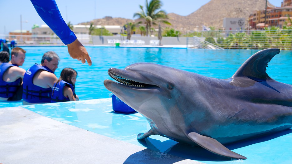 Cabo Dolphins in Cabo San Lucas, Baja California Sur Expedia