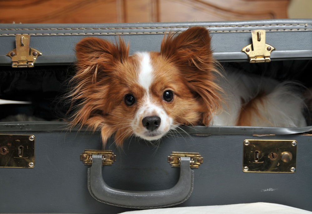 Pet-friendly, Palmer House a Hilton Hotel