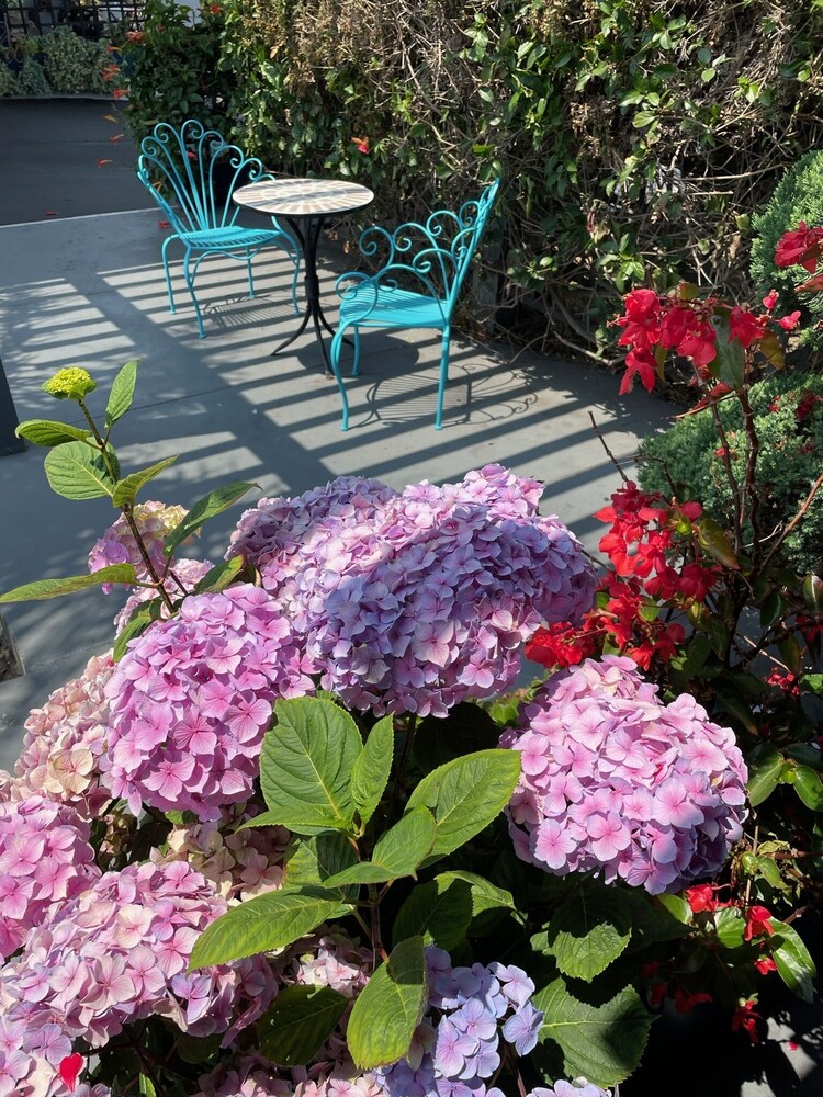 Terrace/patio, Blu Pacific Hotel