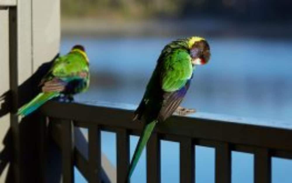 RAC Karri Valley Resort