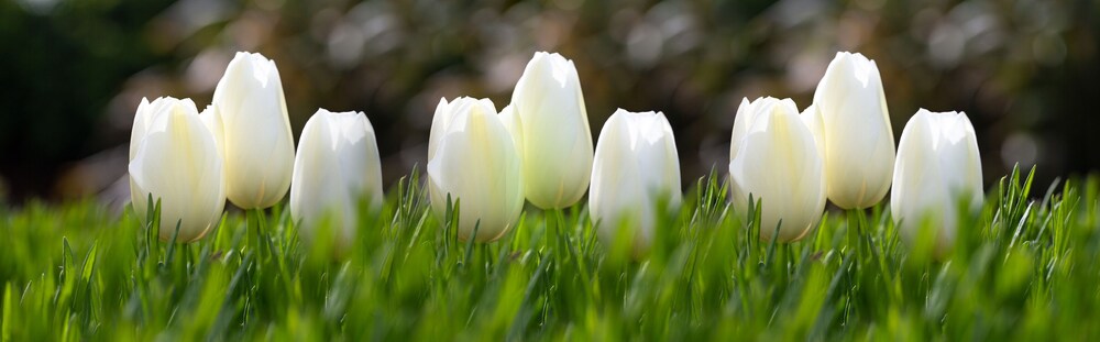 Garden, Barton Manor Hotel & Spa, BW Signature Collection