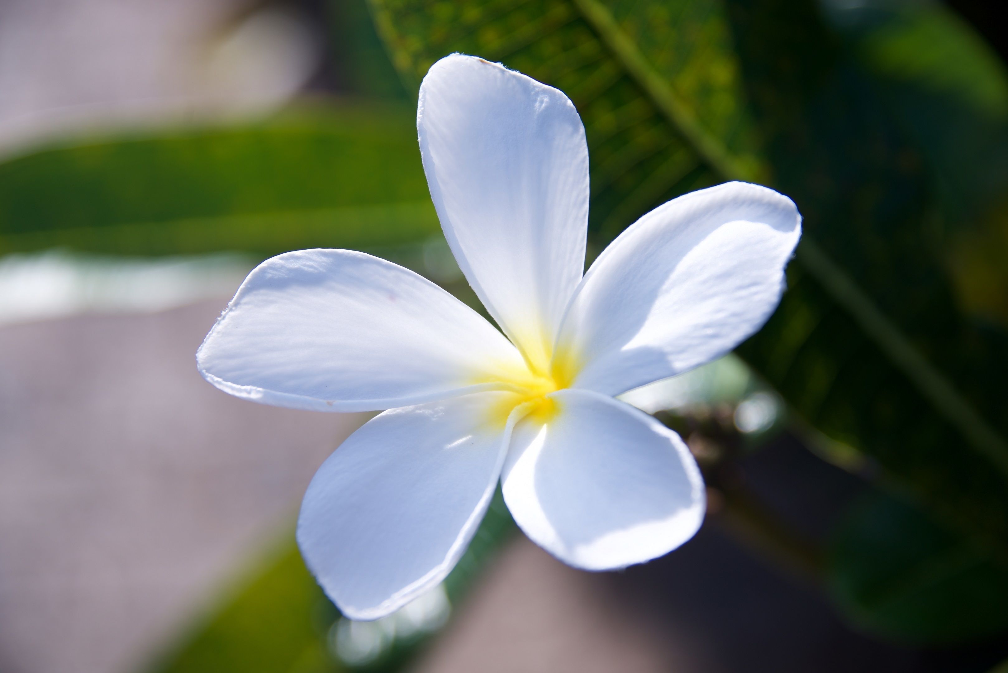 Lazy Lizard Motor Inn