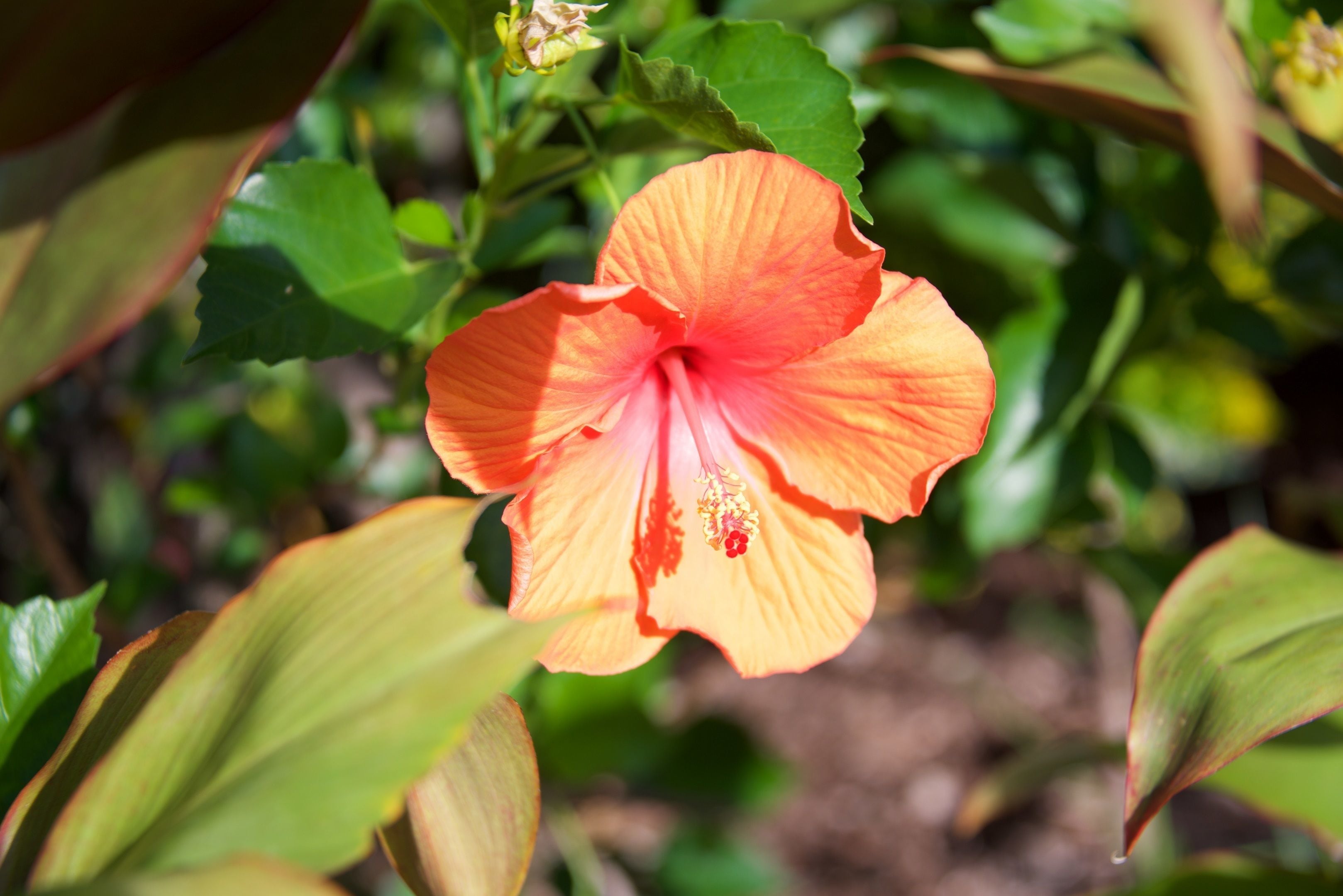 Lazy Lizard Motor Inn