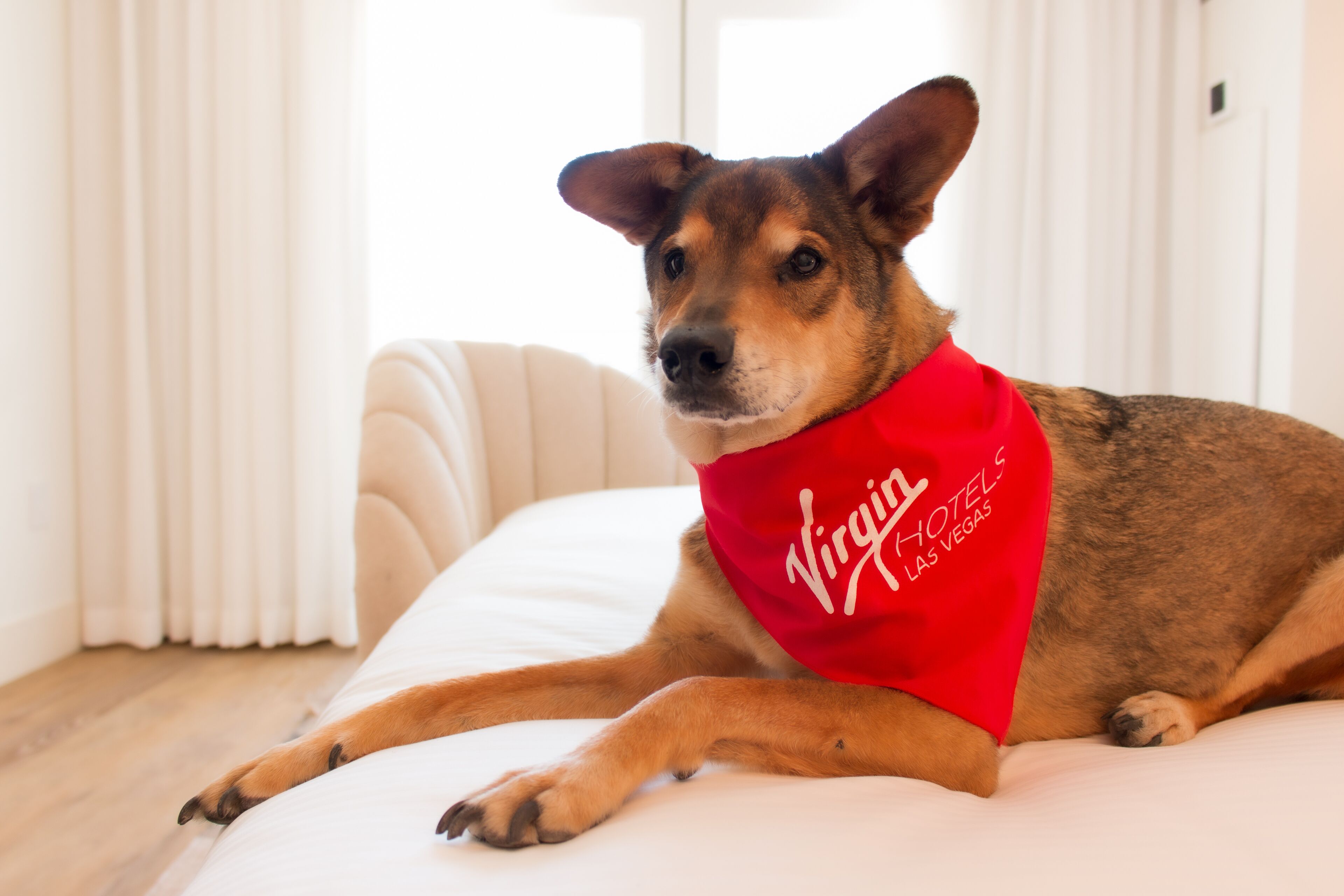 dog hotel las vegas strip