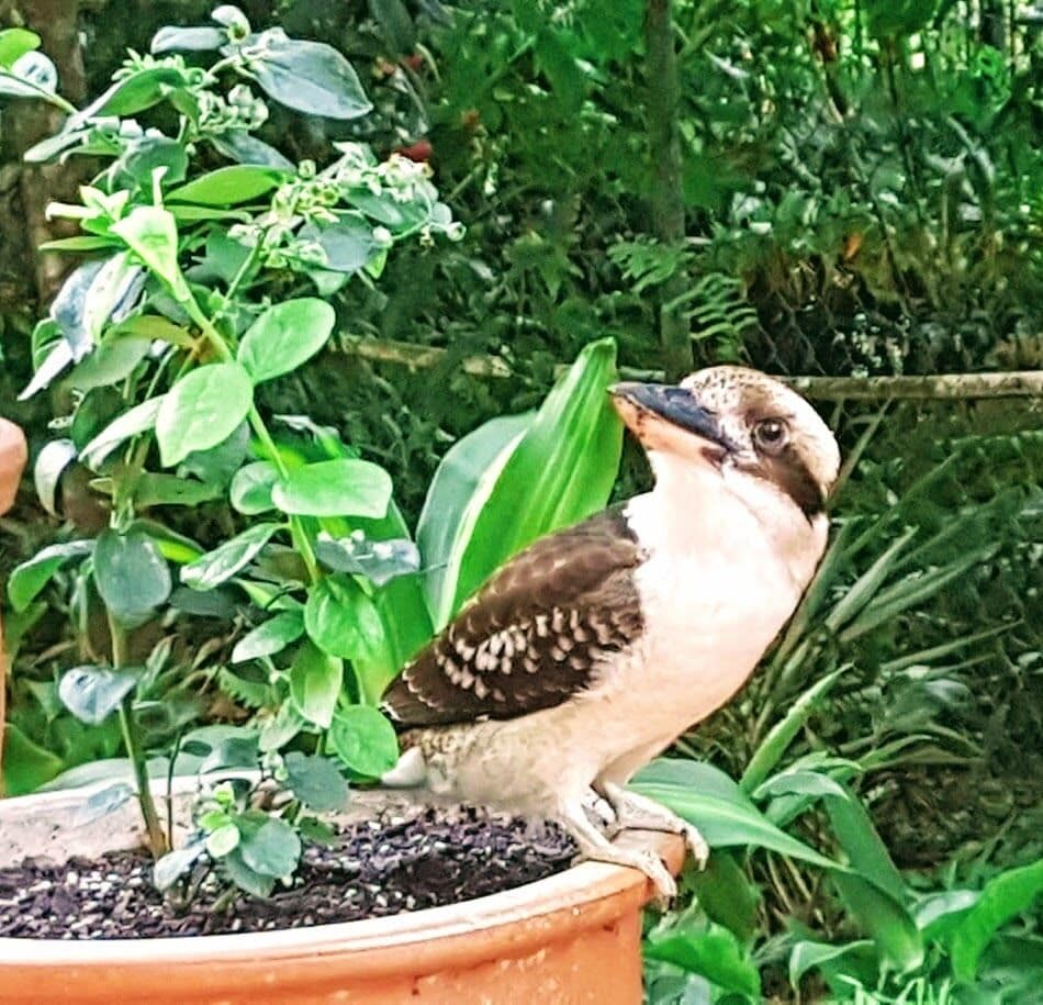 Golden Sands Beachfront Apartment Resort