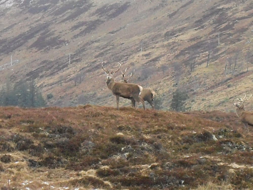 Mountain view, Ledgowan Lodge Hotel