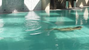 Piscina coperta, con ingresso dalle 7:00 alle 22:30, lettini