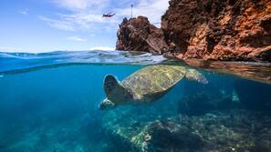 On the beach, scuba diving, snorkeling