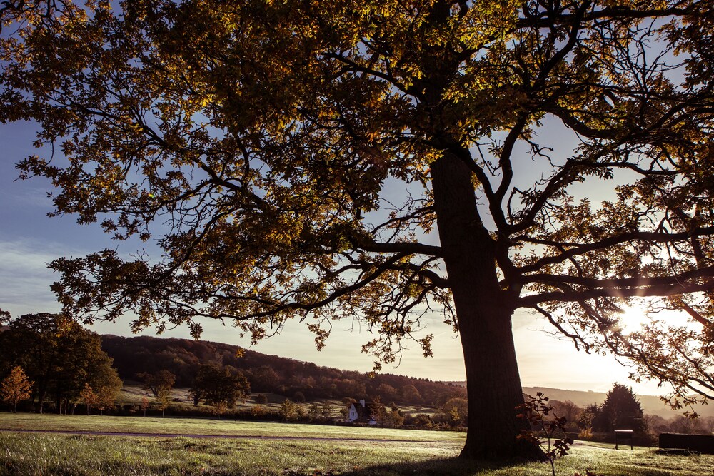 Ellenborough Park