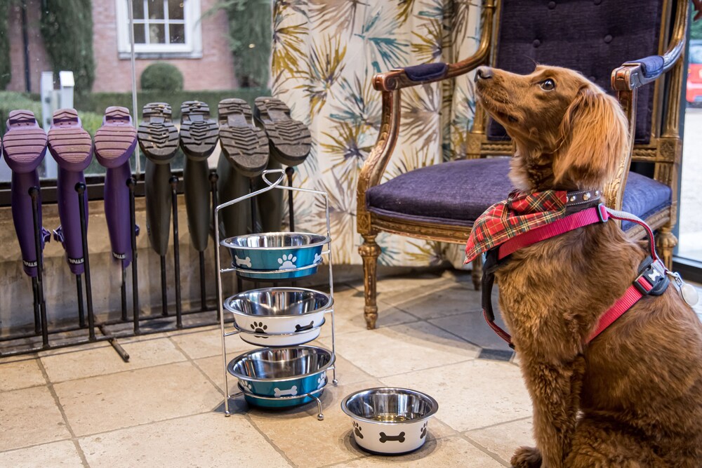 Pet-friendly, Alexander House And Utopia Spa